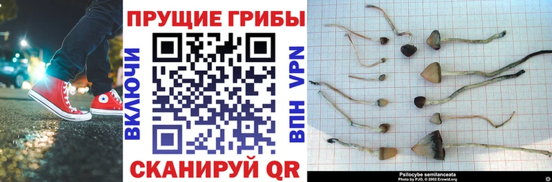Псилоцибиновые грибы Cubensis  Темрюк 